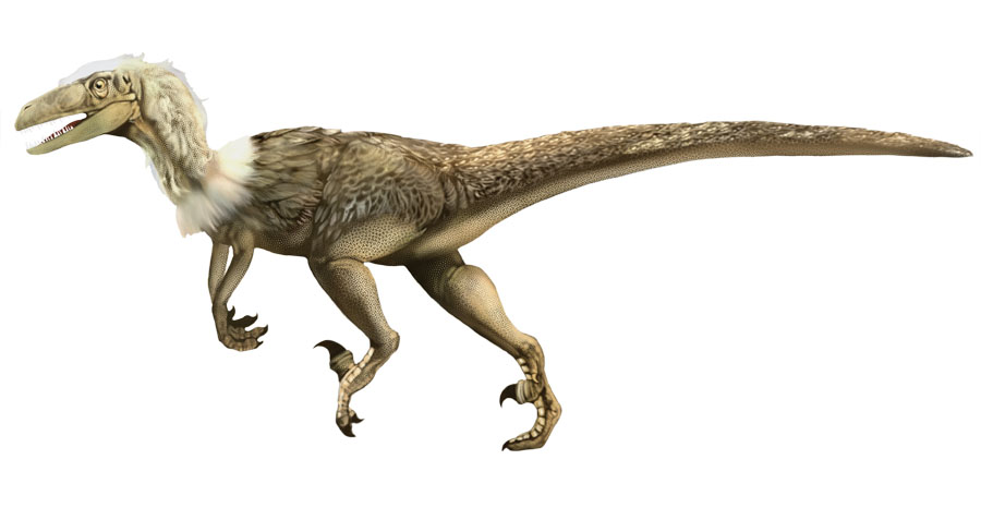 Velociraptor - Dinosaur Wiki