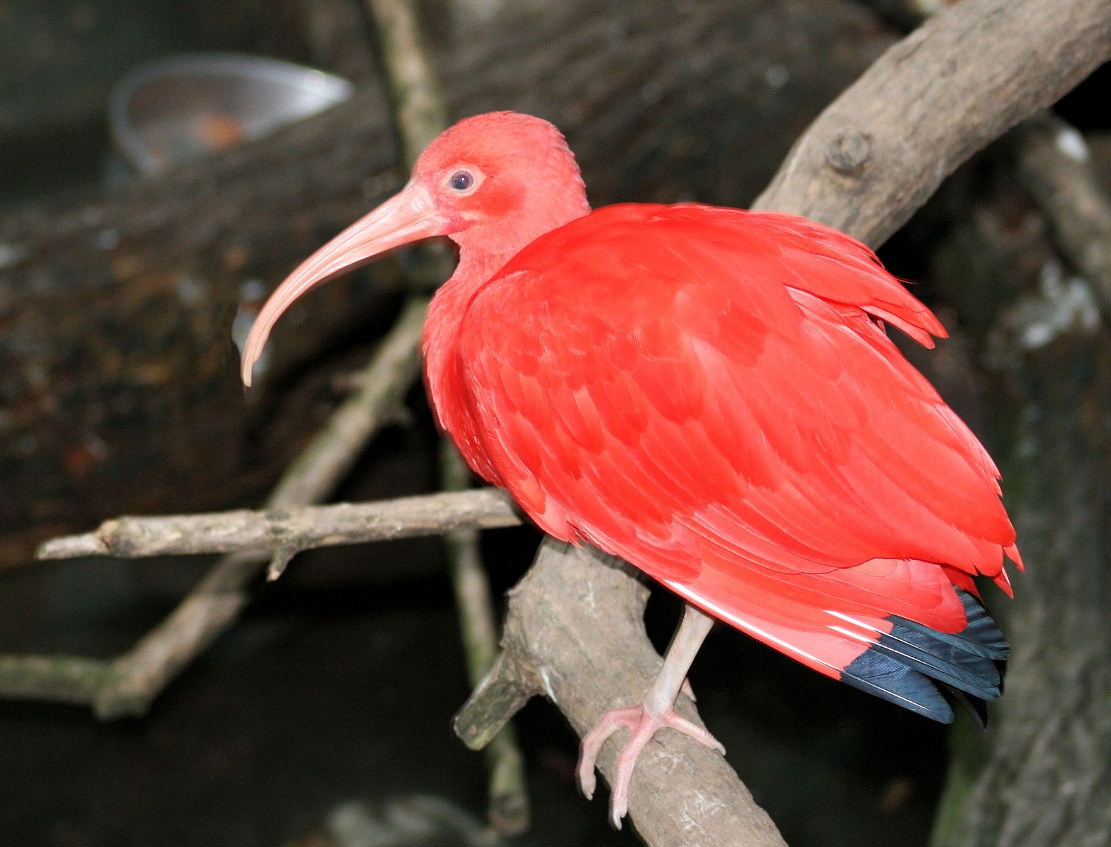 Scarlet Ibis - Animal Wiki