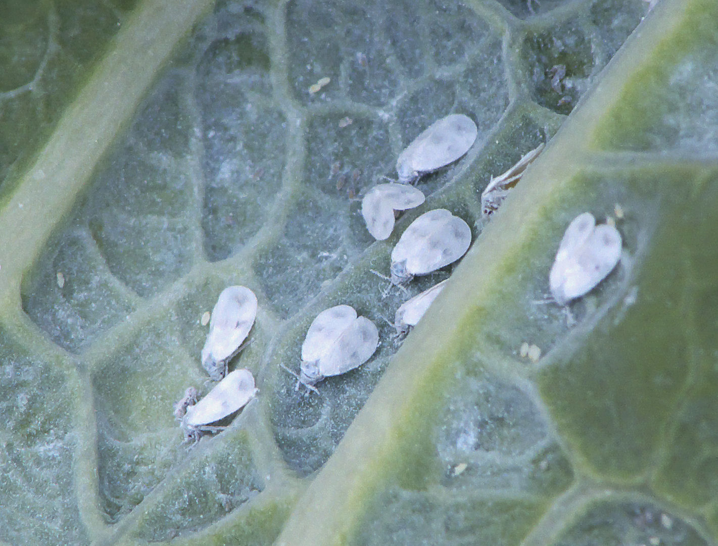 Cabbage whitefly - WikiGardener - The gardening site that anyone can edit