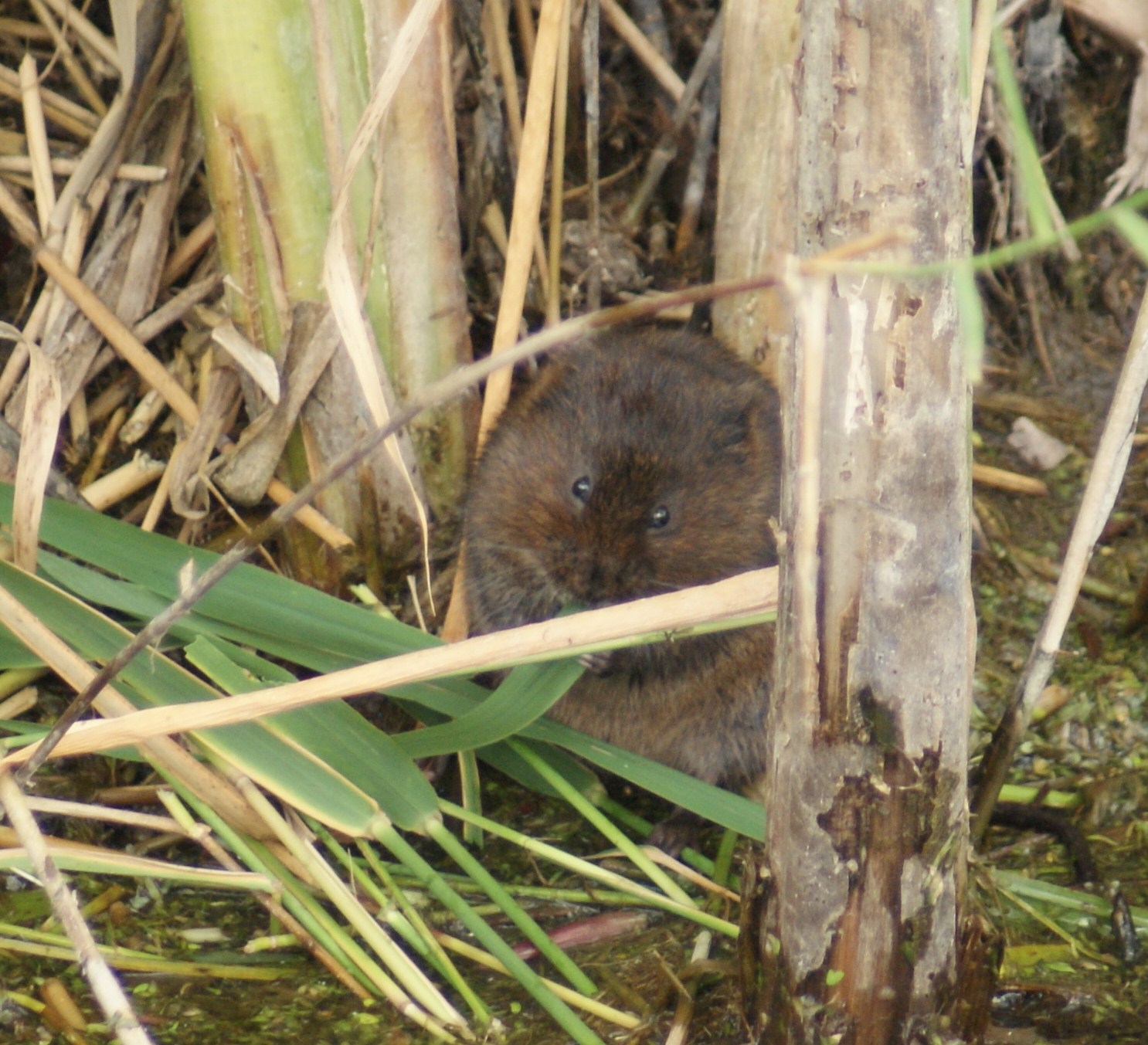 Water Vole - British Wildlife Wiki