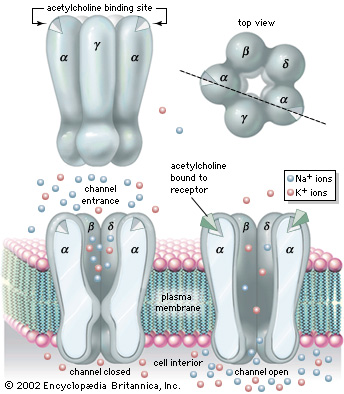 Acetylcholine receptor - Analytical Wiki