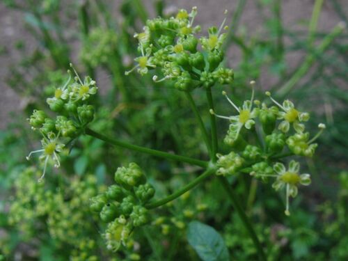 Flat leaf parsley - WikiGardener - The gardening site that anyone can edit