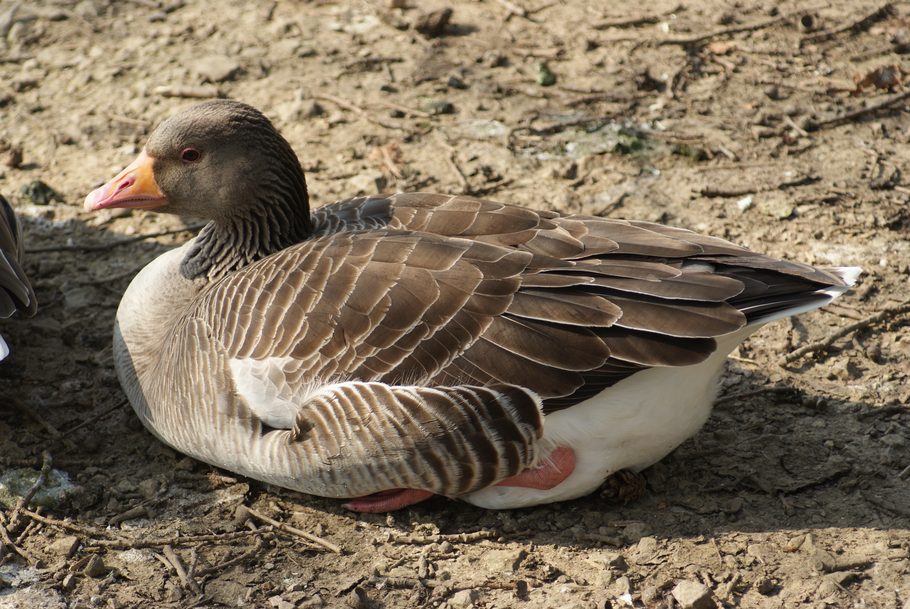 Greylag Goose - British Wildlife Wiki