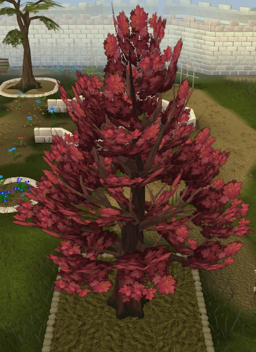 Runescape Maple Trees