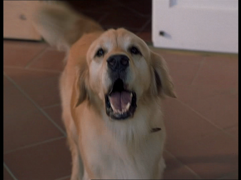 Sammy the dog - The Parent Trap Wiki