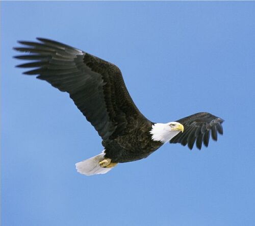 500px-BaldEagle.jpg