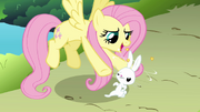 Fluttershy and dizzy Angel S03E10