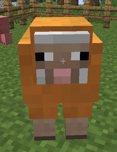 Image - Orange sheep.jpg - Minecraft Wiki