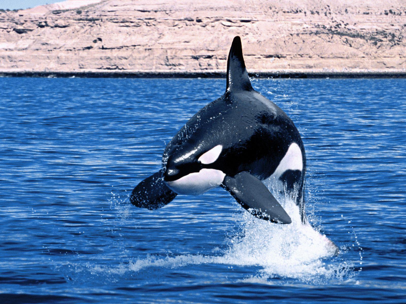 Orca Slicer Pause At Layer