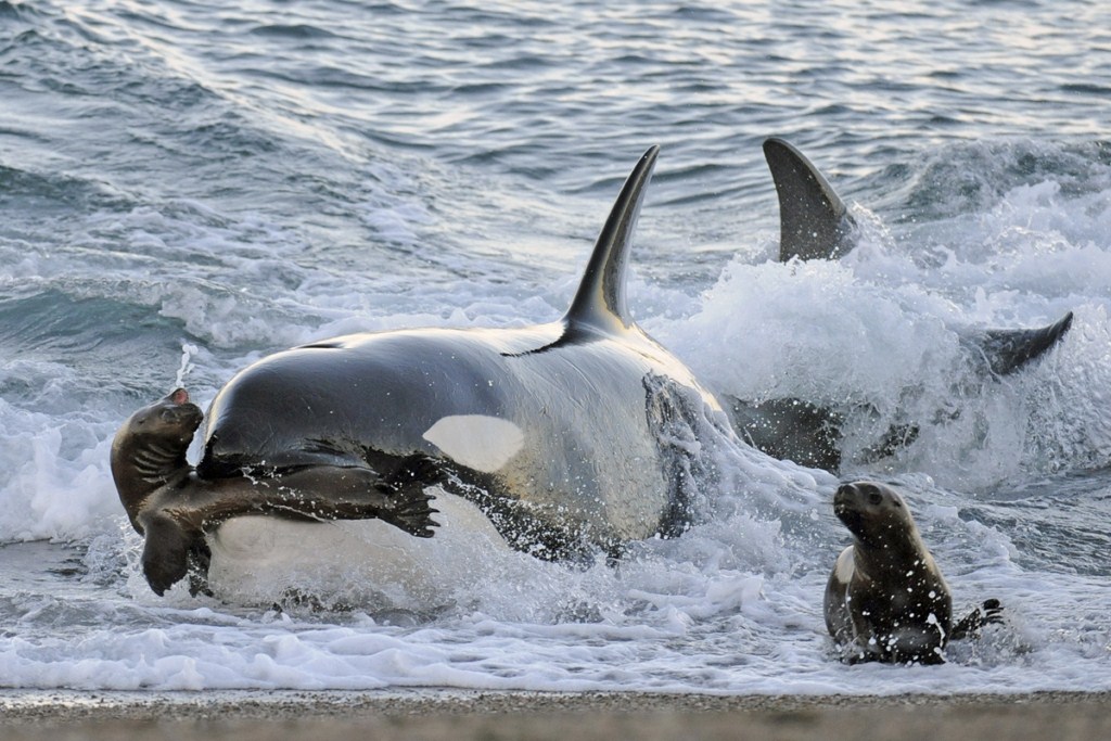 Resultado de imagen de orcas cazando focas