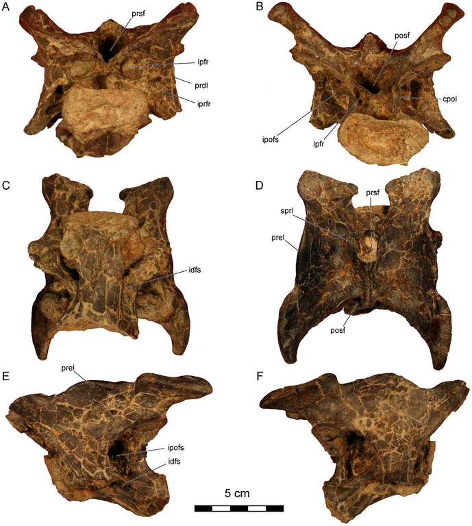 Image - Dahalokely cervical vertebra.png - Dinopedia - the free ...