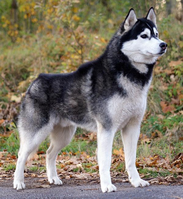 Siberian Husky - SAKC Dogs Wiki