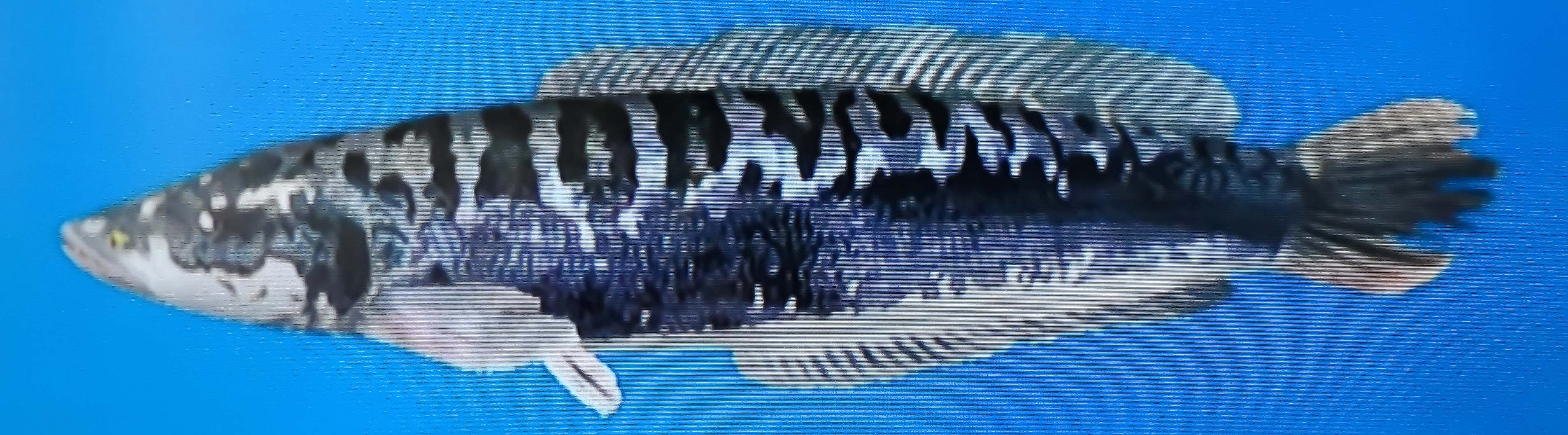 Snakehead Wiki