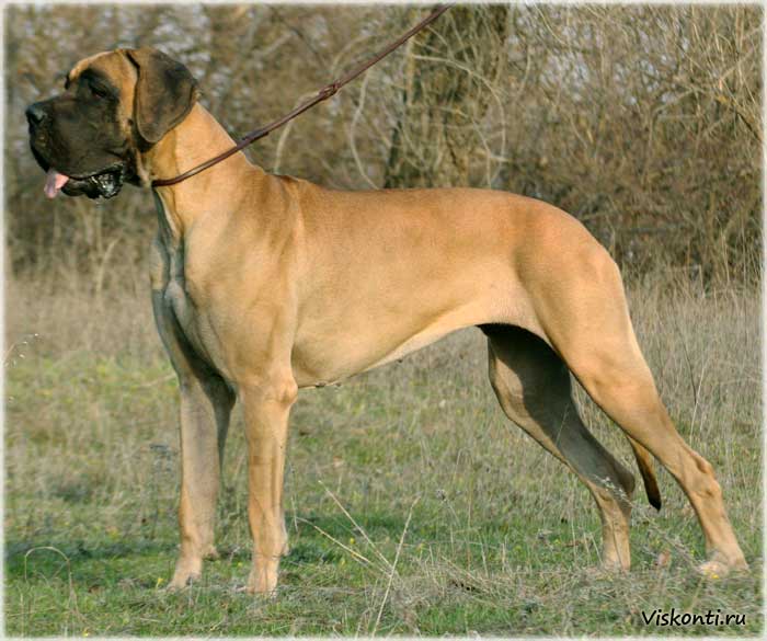 Great Dane - SAKC Dogs Wiki