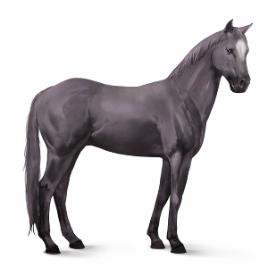 Image - Quarter Horse 4.png - Howrse Wiki