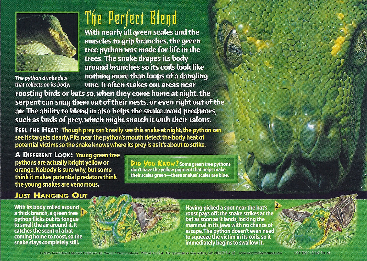 Green Tree Python - Wierd N'wild Creatures Wiki