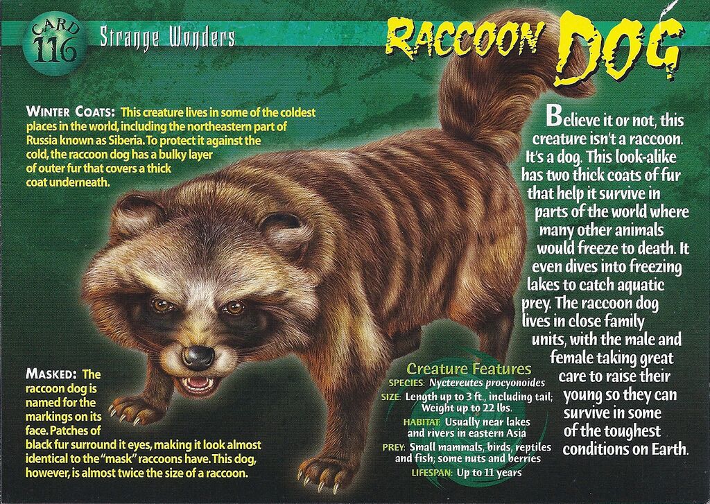 Image - Raccoon Dog front.jpg - Wierd N'wild Creatures Wiki