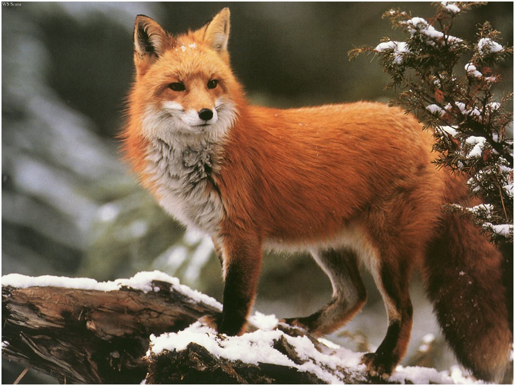 frivolousfox狐狸图片