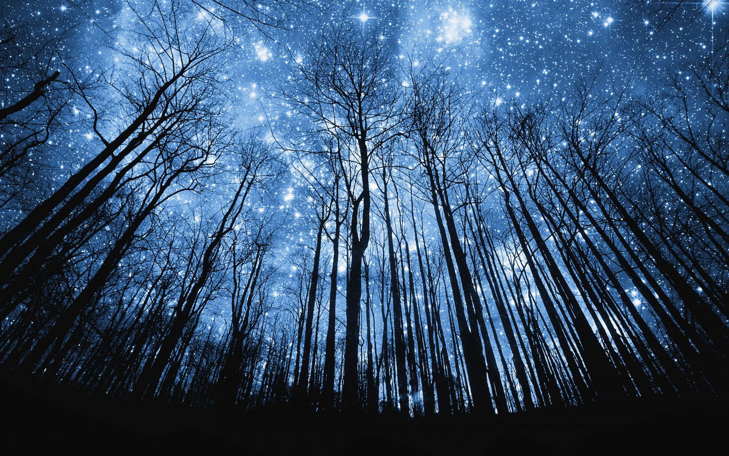 grass under the night sky x digital art wallpaper
